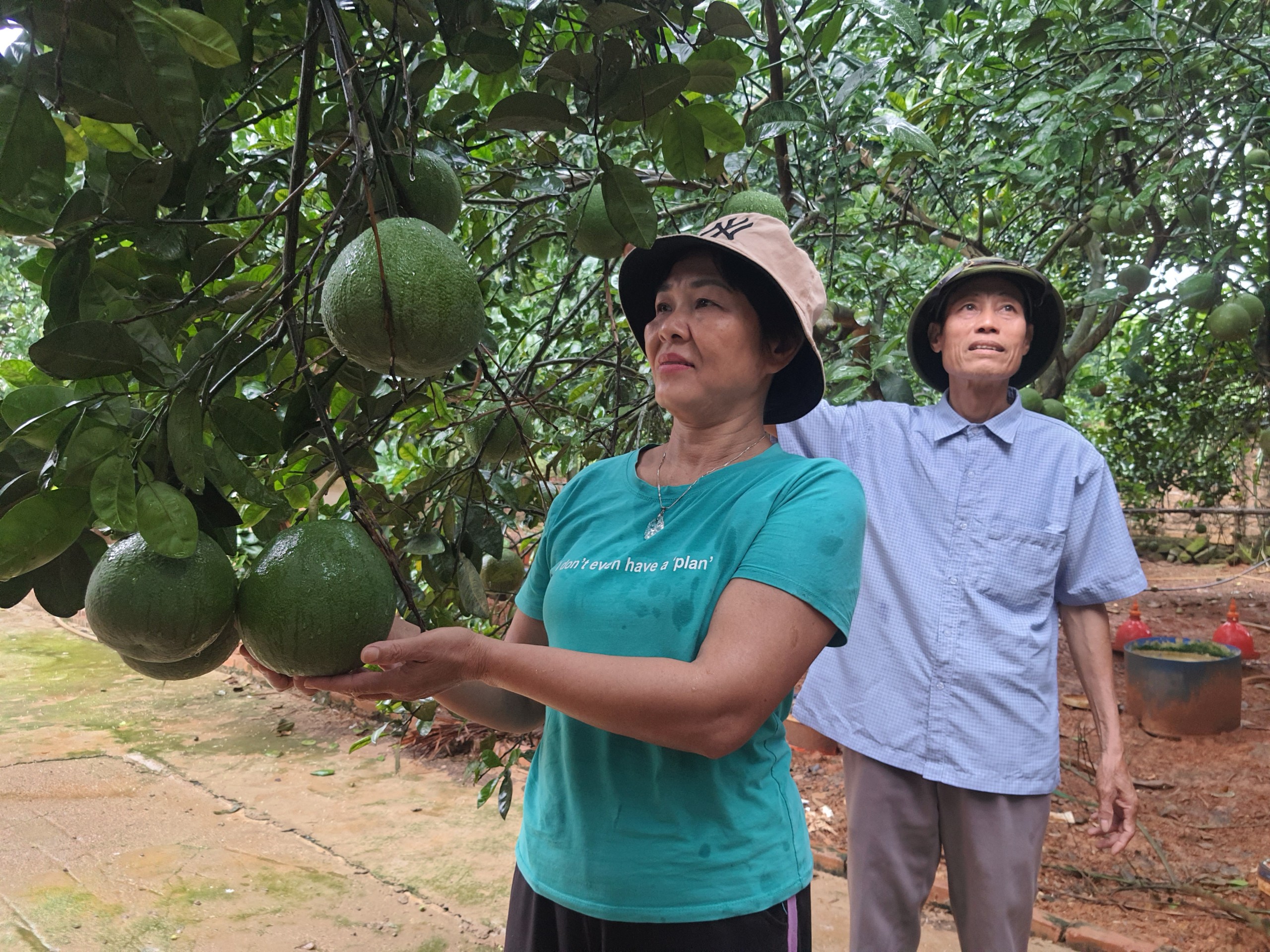 Vốn ủy thác từ Ngân hàng Chính sách xã hội Huyện được Hội Nông Dân xã Tiên Phong phát huy hiệu quả